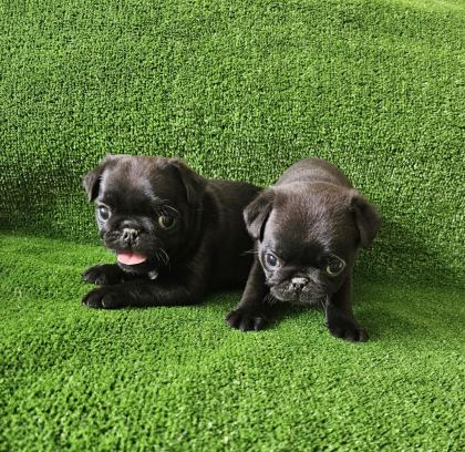 PUG MOPS YAVRULARI