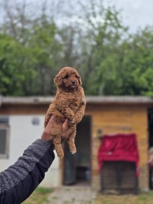 SAĞLIK VE IRK GARANTİLİ TOY POODLE YAVRULAR