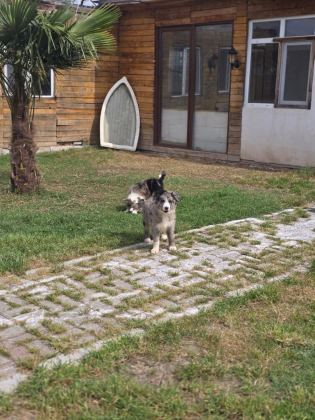 ÇİFTLİĞİMİZDEN SAFKAN BORDER COLLİE YAVRULAR