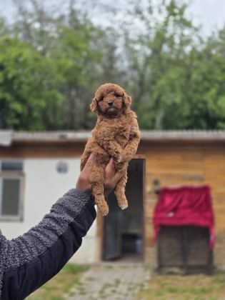 SAĞLIK VE IRK GARANTİLİ TOY POODLE YAVRULAR