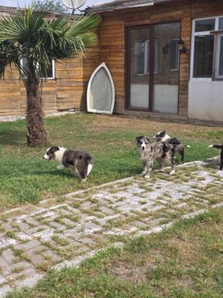 ÇİFTLİĞİMİZDEN SAFKAN BORDER COLLİE YAVRULAR