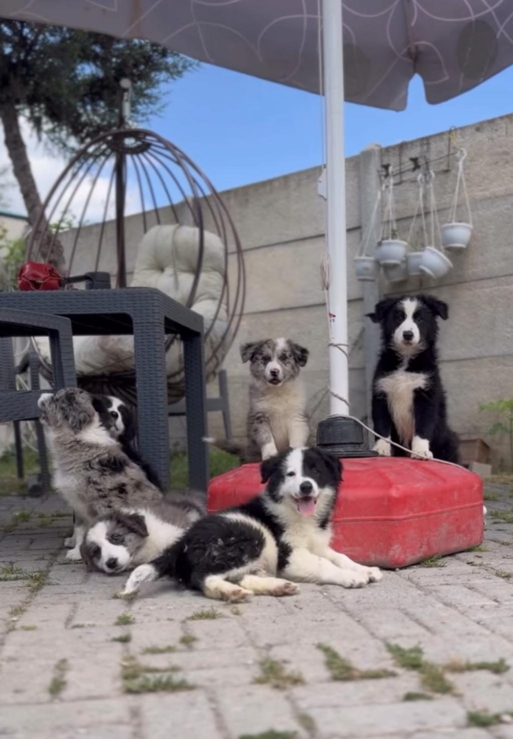 ÇİFTLİĞİMİZDEN SAFKAN BORDER COLLİE YAVRULAR