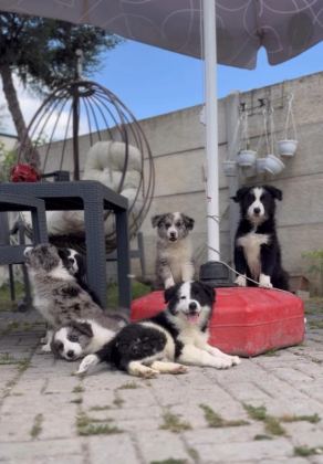 ÇİFTLİĞİMİZDEN SAFKAN BORDER COLLİE YAVRULAR