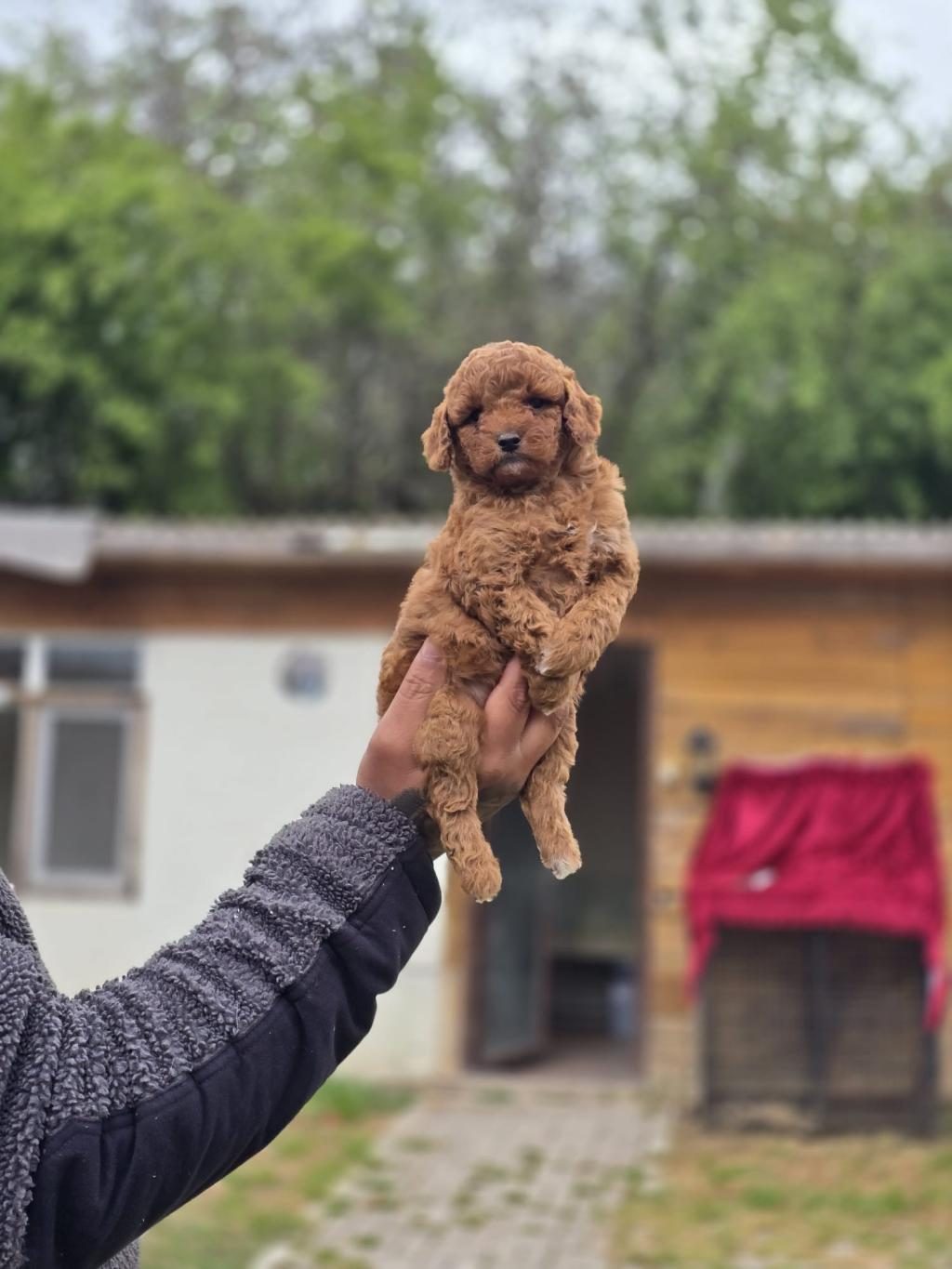 SAĞLIK VE IRK GARANTİLİ TOY POODLE YAVRULAR