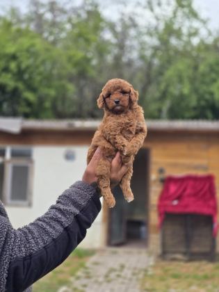 SAĞLIK VE IRK GARANTİLİ TOY POODLE YAVRULAR