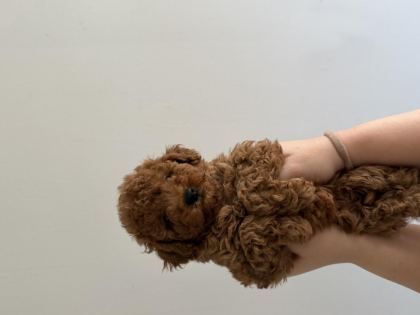 TOY POODLE ŞECERELİ ANNEDEN