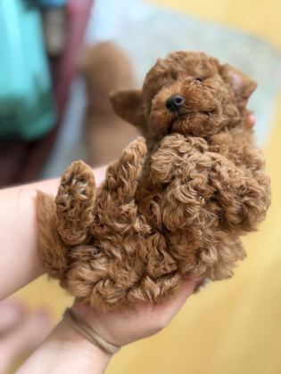 TOY POODLE ŞECERELİ ANNEDEN