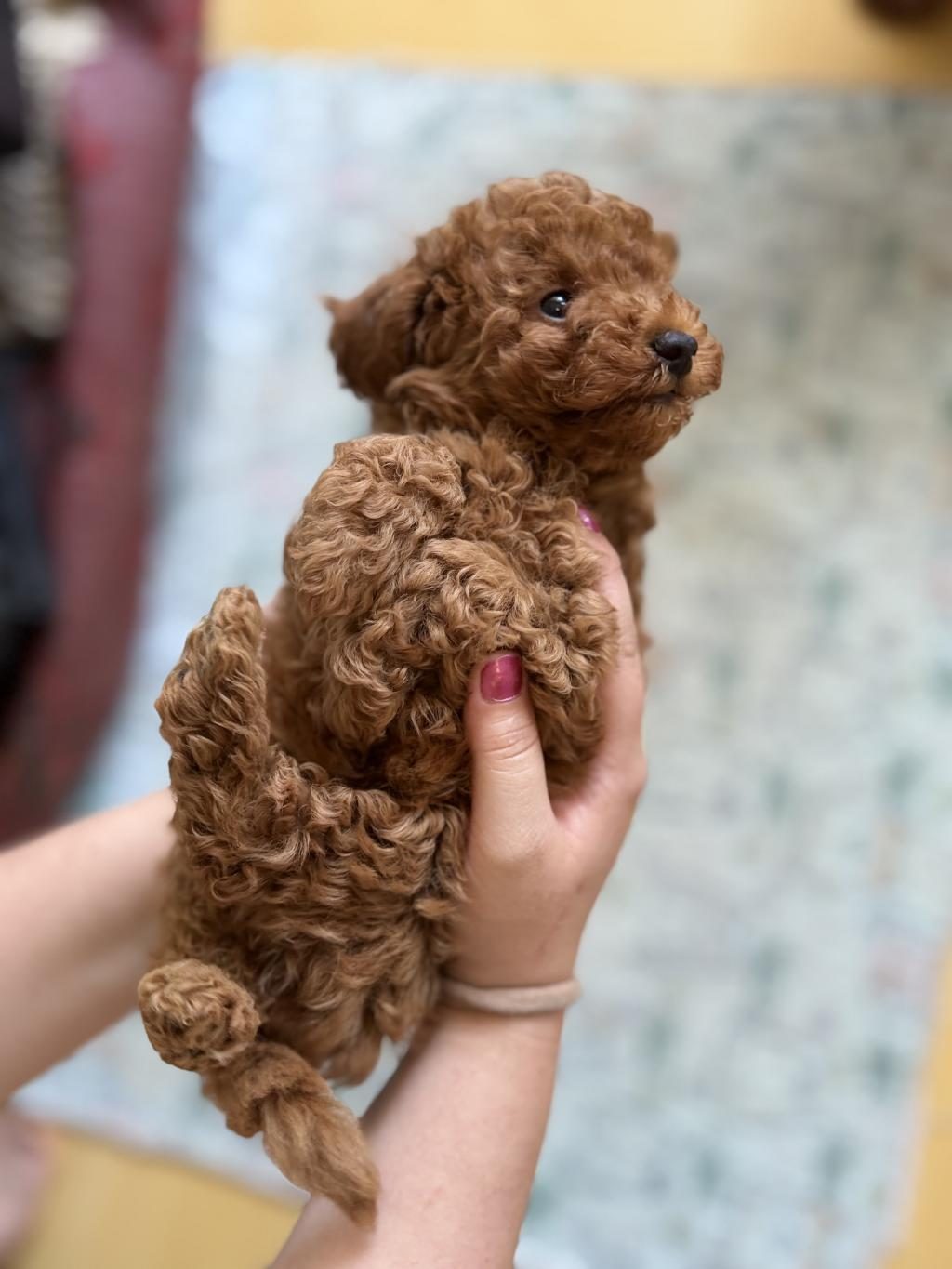 TOY POODLE ŞECERELİ ANNEDEN