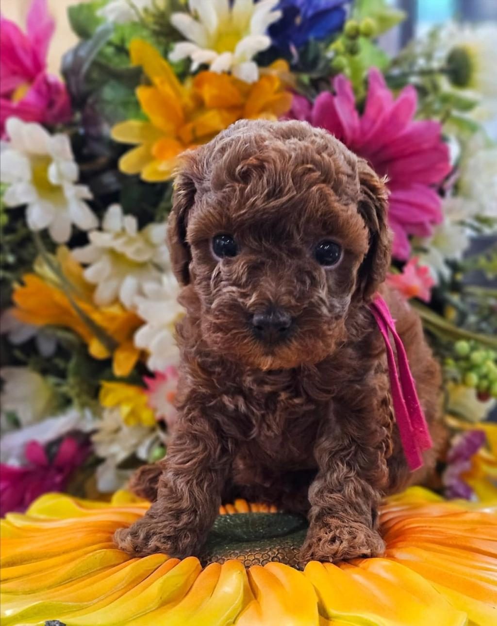 RUHSATLI KÖPEK ÇİFTLİĞİNDEN TOY POODLE YAVRULARIMIZ