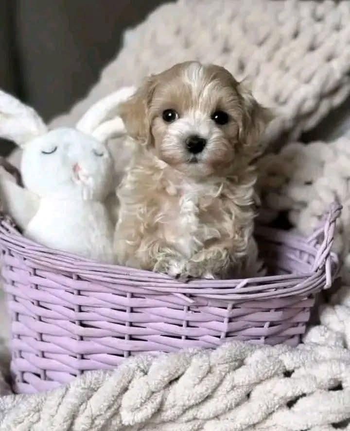 MALTİPOO YAVRULARIMIZ