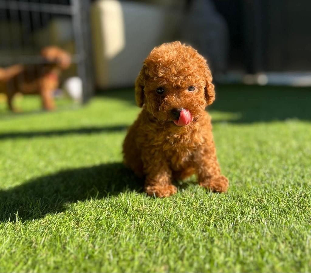 TOY POODLE IRK GARANTİLİ YAVRULAR