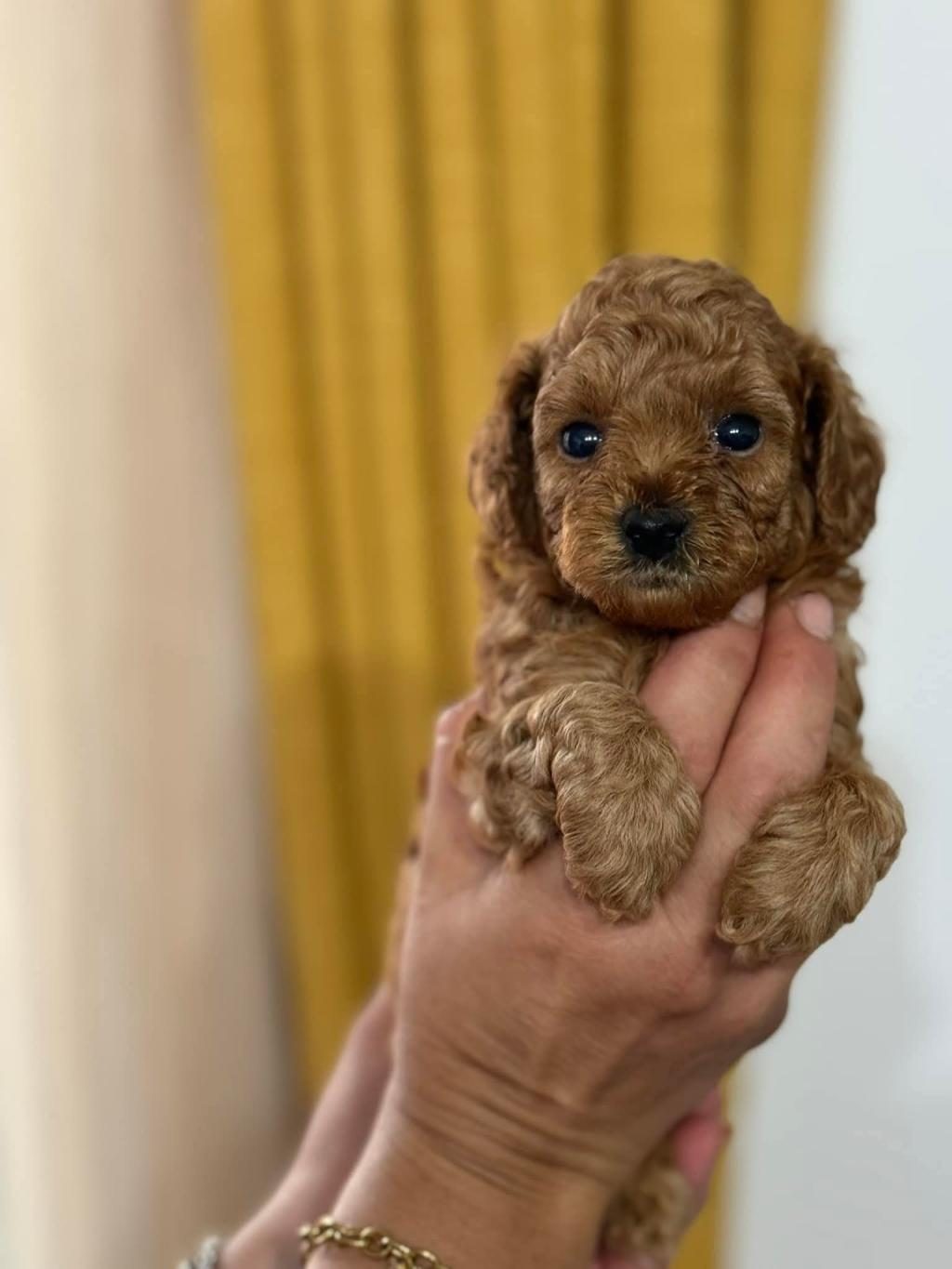 TOY POODLE MİNİK YAVRULAR