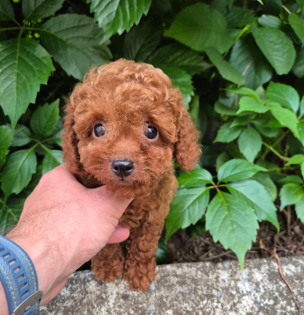 TOY POODLE IRK GARANTİLİ YAVRULARIMIZ