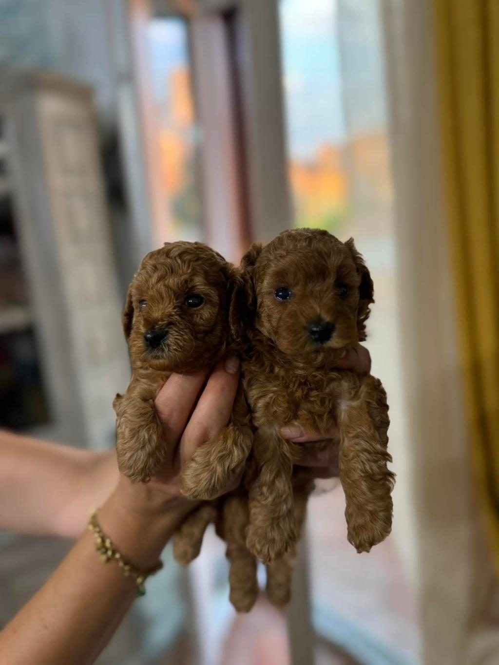 TOY POODLE MİNİK KÖPEKLER