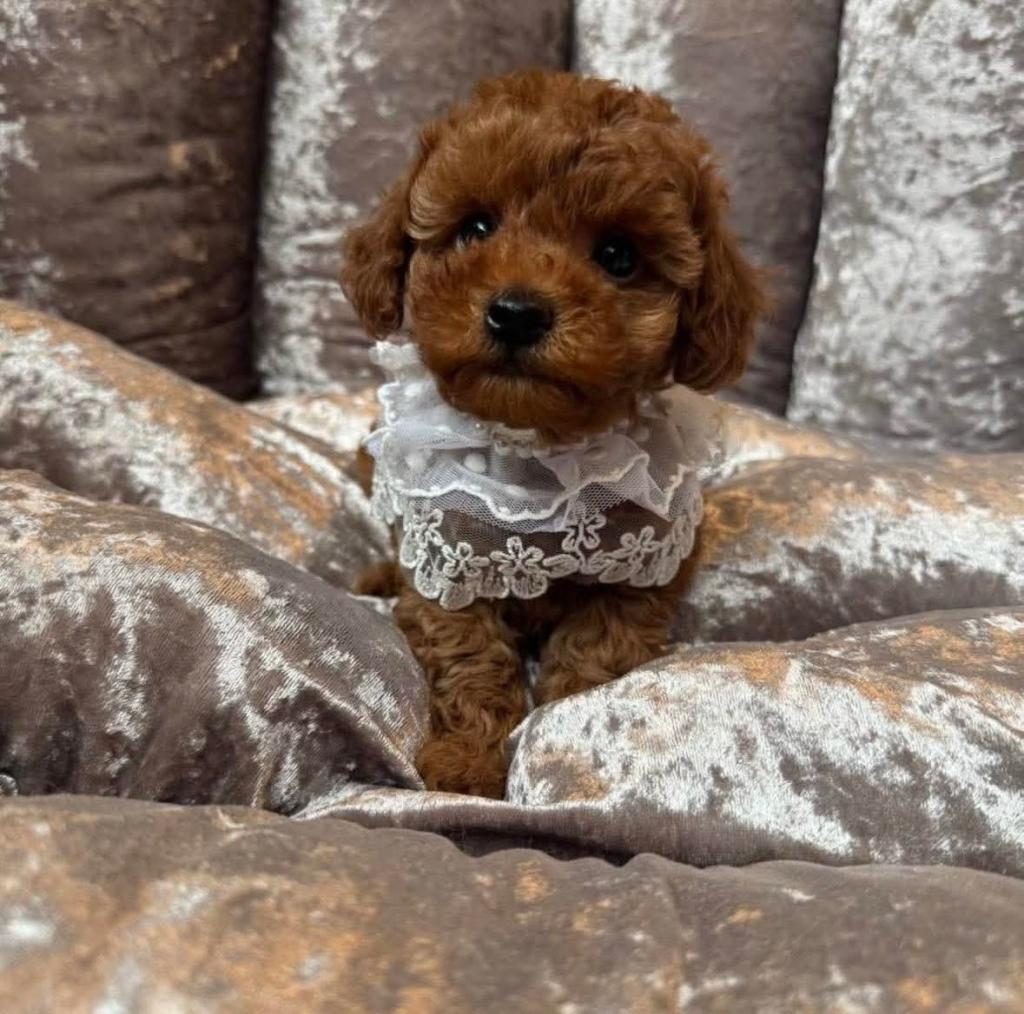TOY POODLE IRK GARANTİLİ KÖPEKLER
