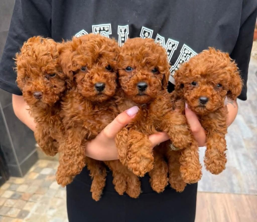 TOY POODLE MİNİK YAVRULAR