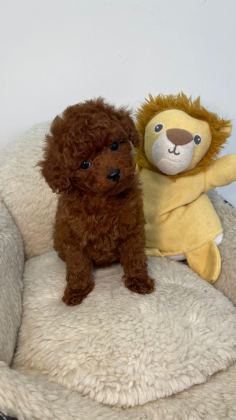 TİNY BOY POODLE BEBEKLER