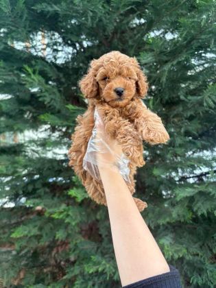 TUVALET EĞİTİMİNE UYGUN AKILLI POODLE YAVRULAR