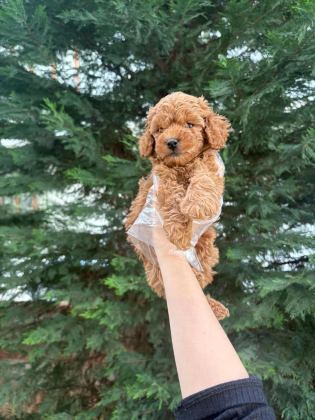 TUVALET EĞİTİMİNE UYGUN AKILLI POODLE YAVRULAR