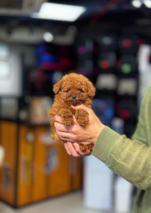 MİNİ TOY POODLE YENİ YUVASINA HAZIR