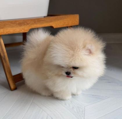 GÖZ ALICI TÜY YAPISINA SAHİP POMERANİAN BOO