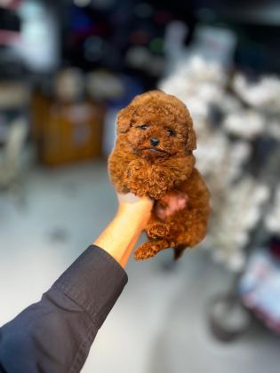 MİNİ TOY POODLE YENİ YUVASINA HAZIR