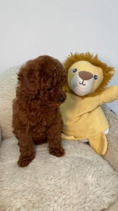 TİNY BOY POODLE BEBEKLER