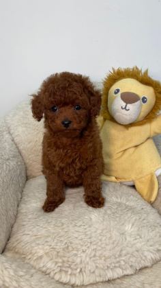 TİNY BOY POODLE BEBEKLER