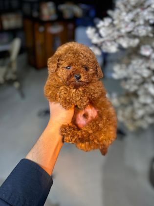 MİNİ TOY POODLE YENİ YUVASINA HAZIR
