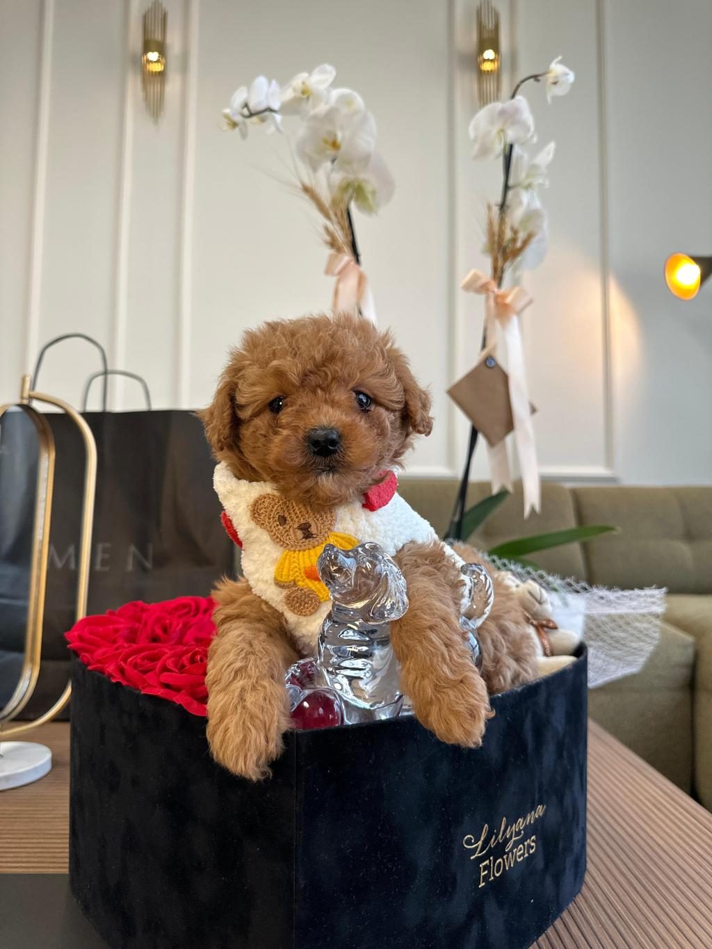 OYUNCU VE ZEKİ TOY POODLE YAVRULARI