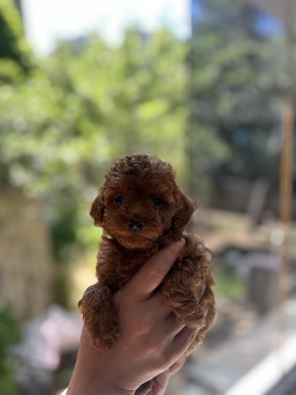 TEACUP KORE 2 KG GARANTİLİ POODLE YAVRULAR
