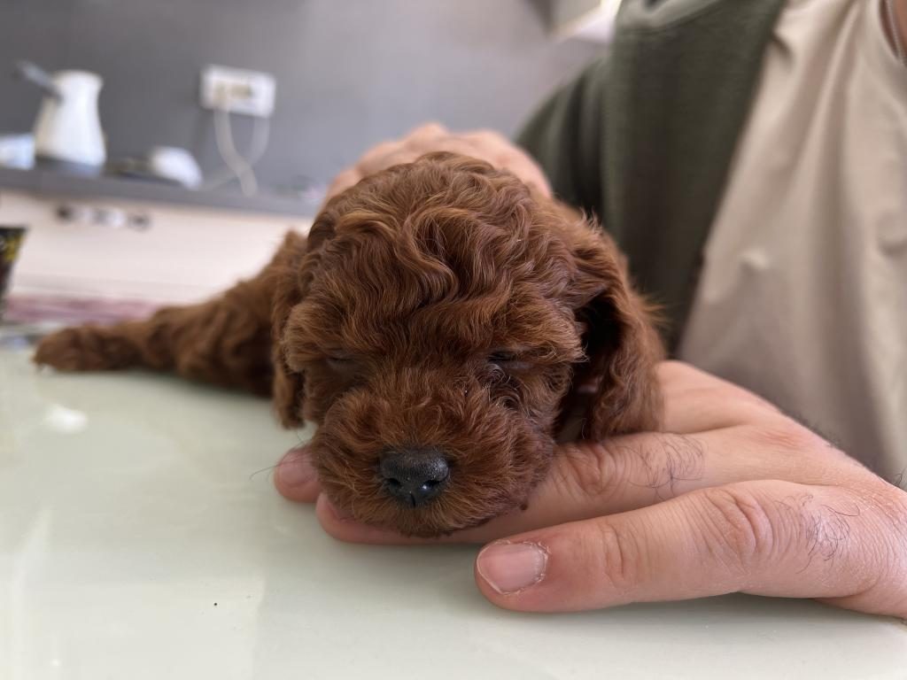 KORE TEA CUP POODLE YAVRULAR