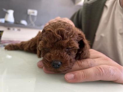 KORE TEA CUP POODLE YAVRULAR