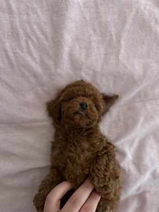 KORE TEA CUP POODLE YAVRULAR