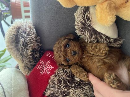 TEACUP KORE 2 KG GARANTİLİ POODLE YAVRULAR