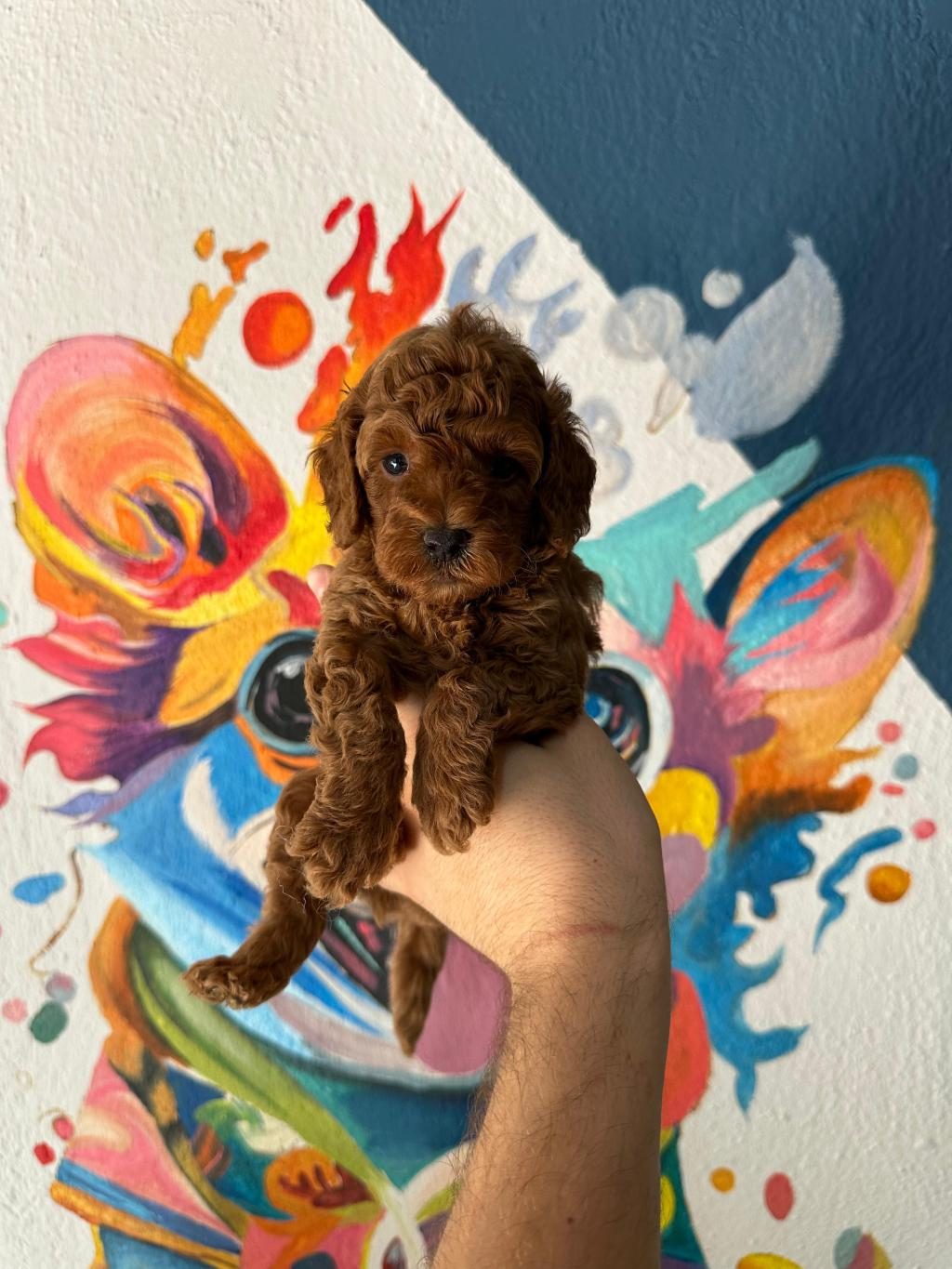 ANATOMİ HARİKASİ POODLE BEBEKLER
