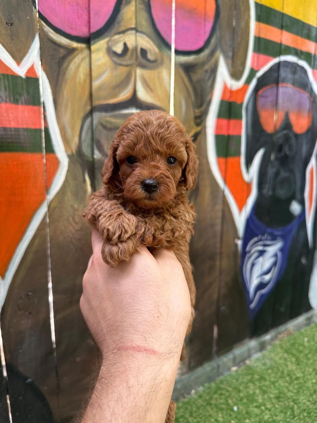 TOY POODLE YAVRULARI