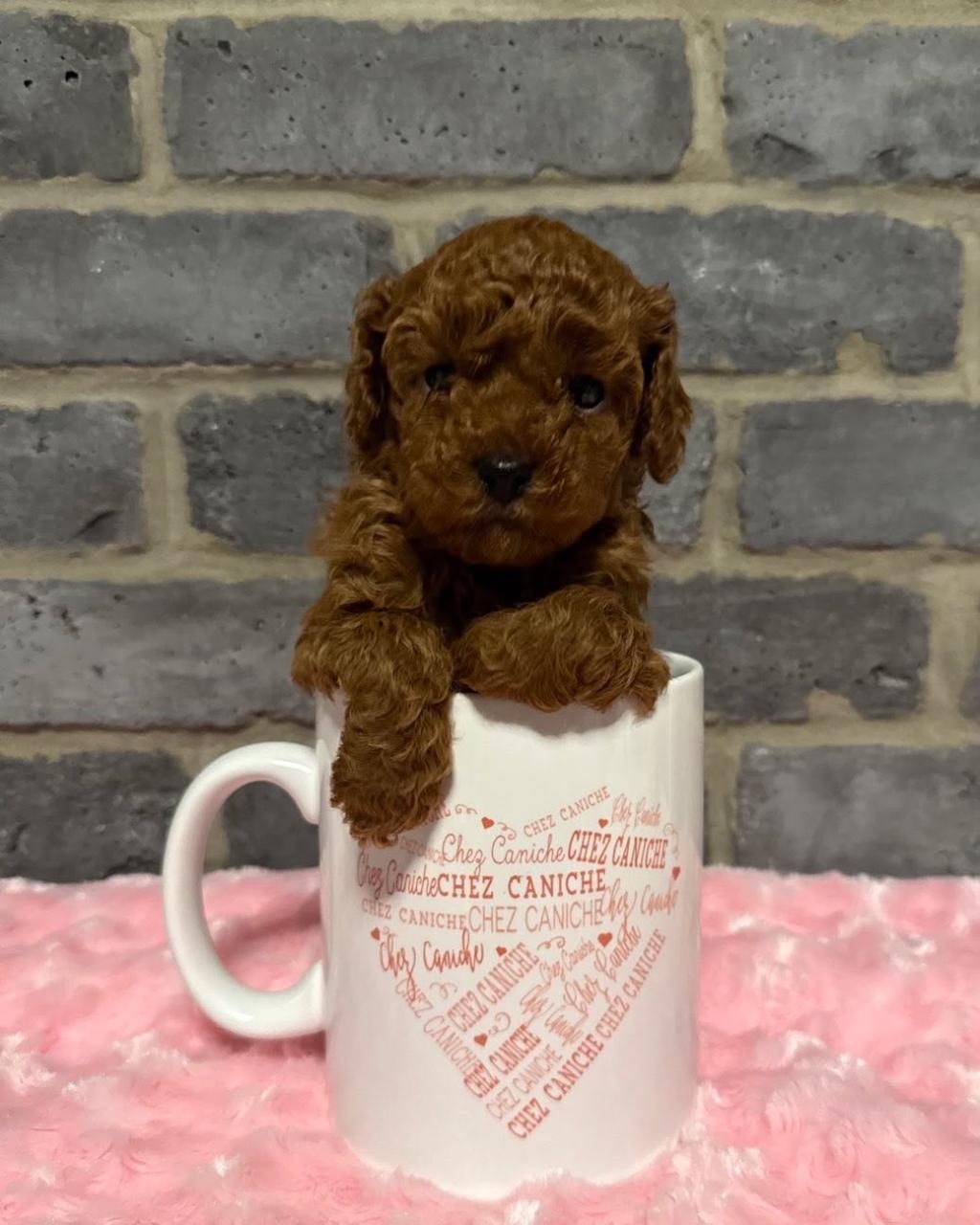 SEVİMLİ TOY POODLE YAVRULAR