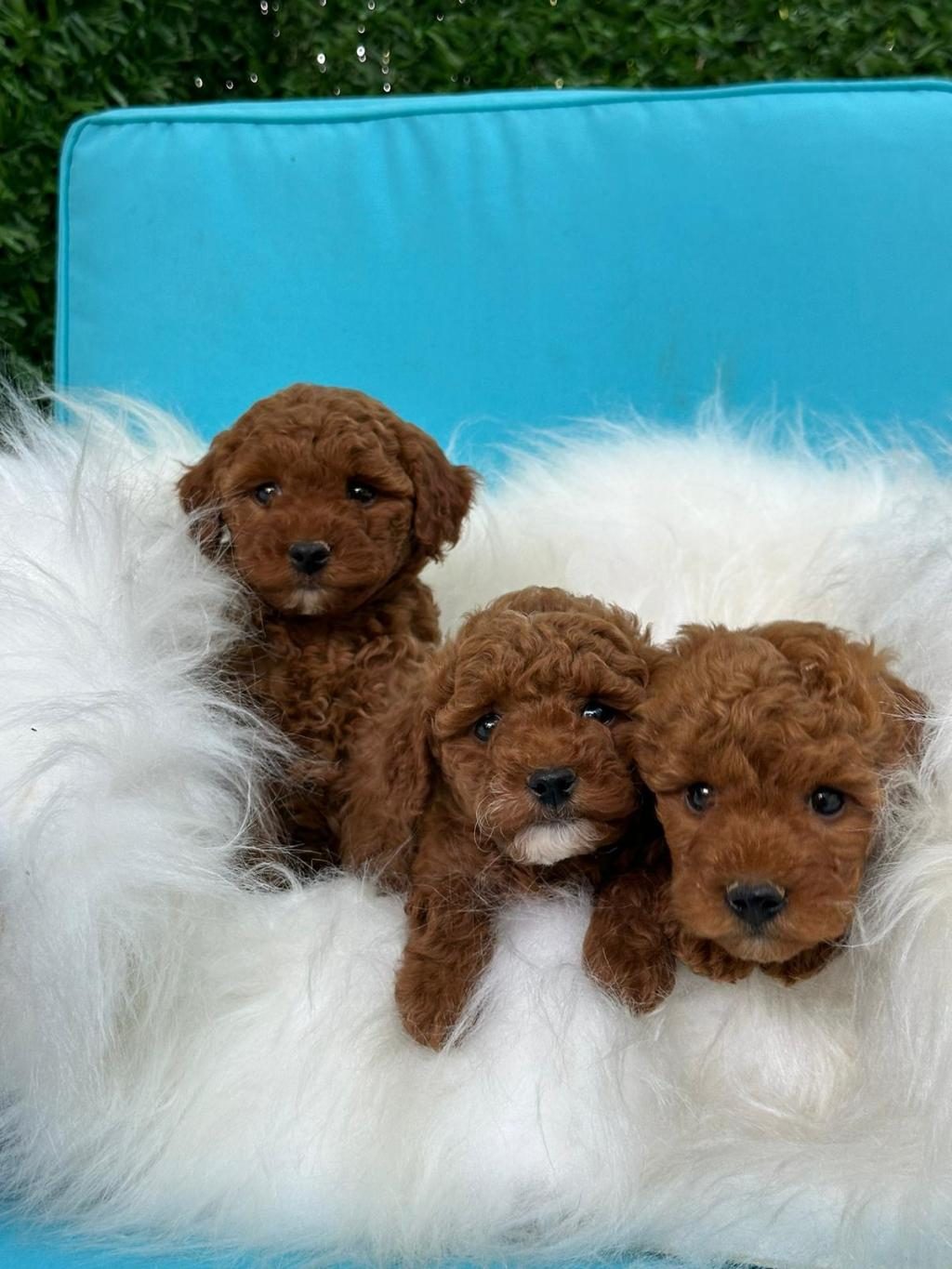 TOY POODLE YAVRULARIMIZ