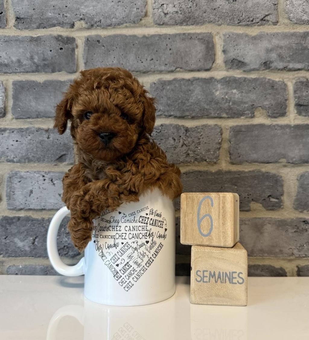 TOY POODLE YAVRULAR