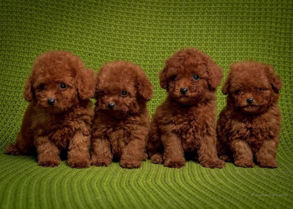 MİNİK TOY POODLE BEBEKLER