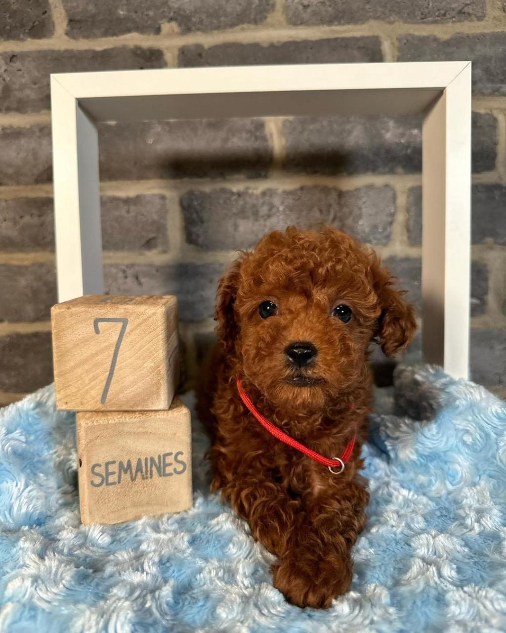 GÜZELLER GÜZELİ POODLE BEBEKLER