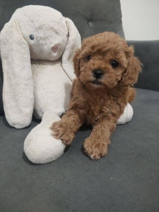 DİŞİ TOY POODLE