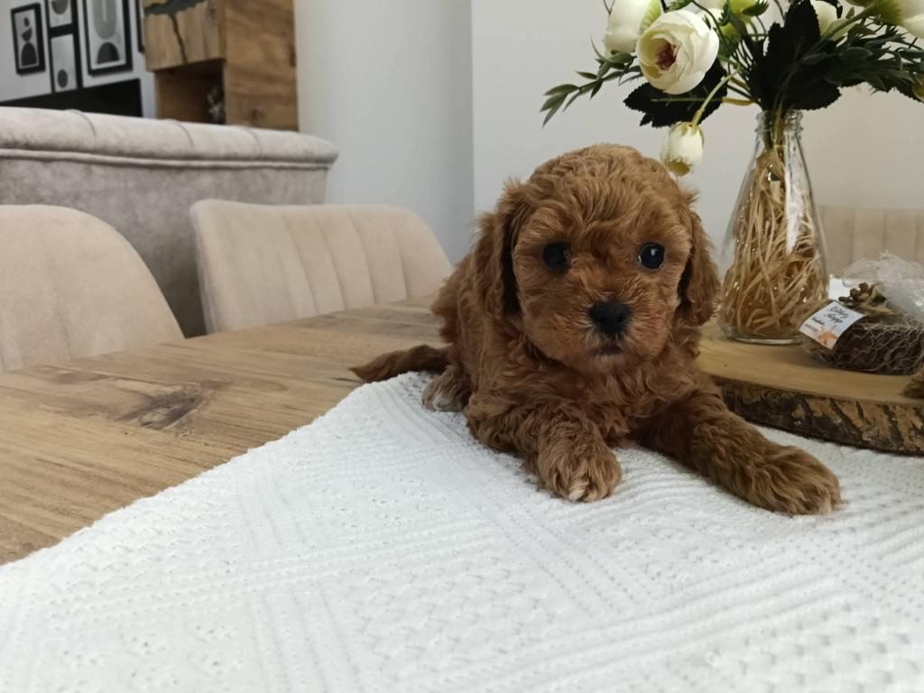 DİŞİ TOY POODLE