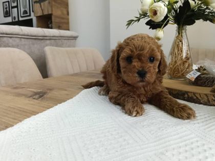 DİŞİ TOY POODLE