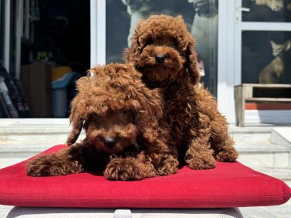 ÇOK ÖZEL AŞILI PASAPORTLU REDBROWN KORE TOY POODLE