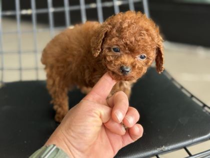WC EĞİTİMLLİ 4 AYLIK DİŞİ 700 GR TEA CUP KORE POODLE