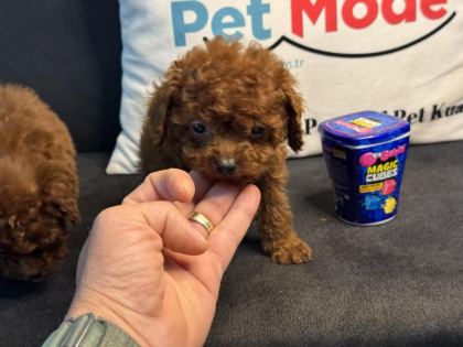 WC EĞİTİMLLİ 4 AYLIK DİŞİ 700 GR TEA CUP KORE POODLE