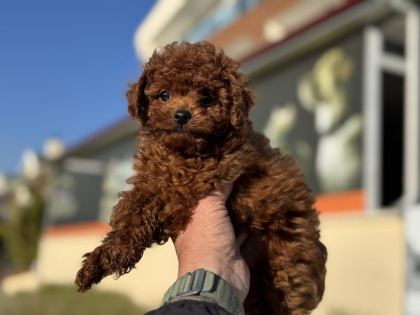 ANKARANIN EN ELİT KORE TOY POODLE YAVRULARI