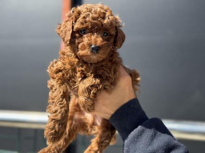 ANKARADA ZİYARETE AÇIK 10 ADET TOY POODLE YAVRULARIMIZ